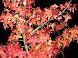 2005-10-31 19-58-49 Octobre 78,1mm 1_60_eme F4,0